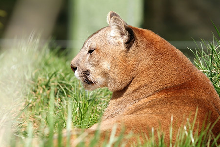 野猫哺乳动物美丽的山狮肖像在动物园美洲狮金色晶须高清图片素材