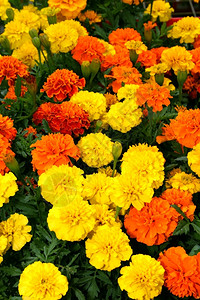 FloraaBright黄色橙红花显示图片灌封盛开春天图片