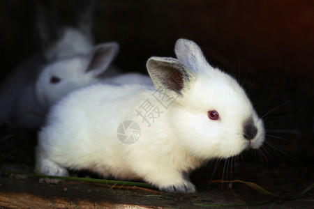 兔子幼崽图片