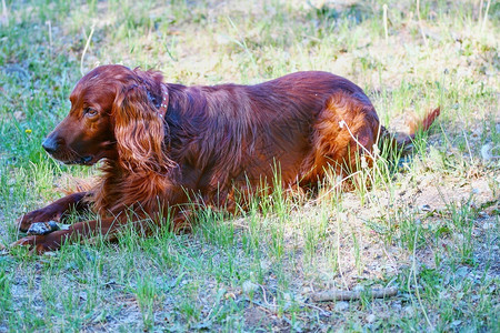 夏天早上散步的爱尔兰红色小狗种快乐的自然犬类图片