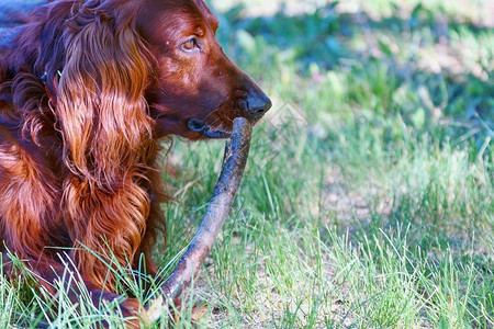 走听话夏天早上散步的爱尔兰红色小狗种棕的图片