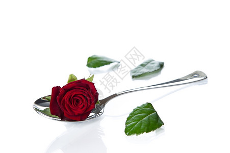 玫瑰躺在勺子里玫瑰花瓣散落春天说谎美丽图片