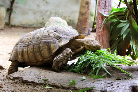 草动物园的海龟荒野宠物图片