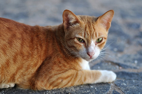 橙色的猫咪图片