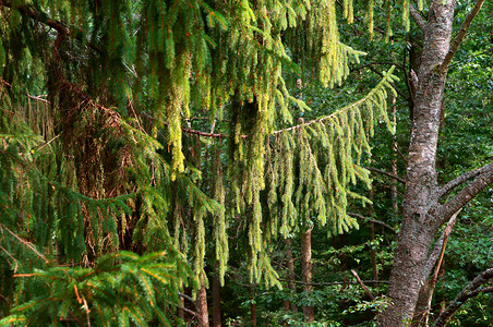 户外植物群加里宁格勒树的上吊枝阴锥绿图片