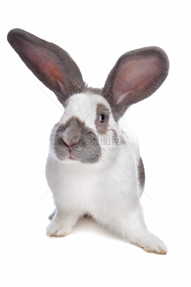 草食动物兔子图片