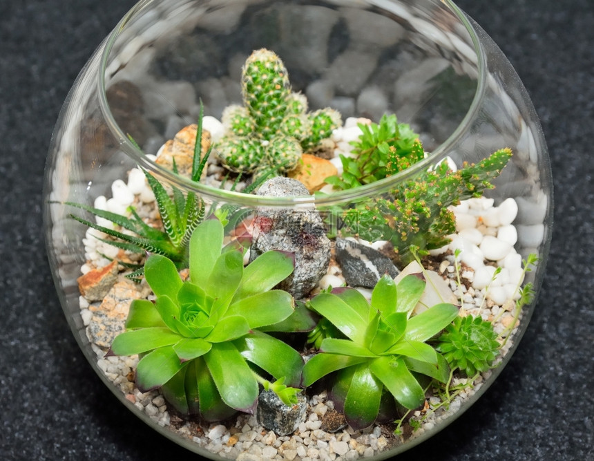 室内顶层装饰微型花园在清晰的玻璃泡沫中有仙人掌和succulents装饰玻璃花瓶有succulent和cactus植物最佳自然温图片