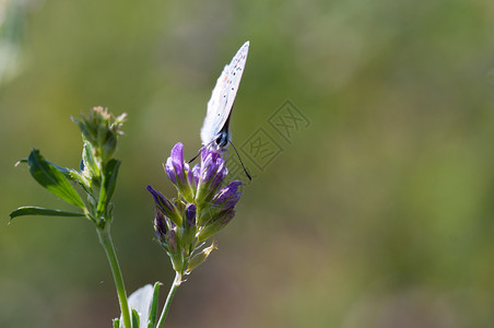 生物多样丰富彩的颜色蝴蝶在花上采集蜜蝴蝶在上图片