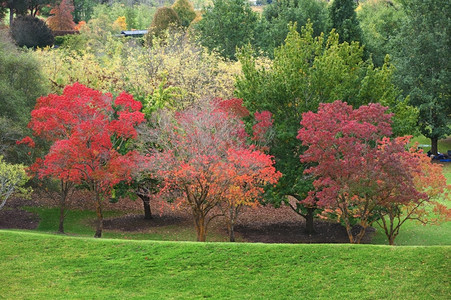 冷静的澳大利亚人洲公园秋天充满活力的色彩自然图片