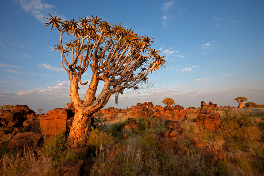 未受破坏的Aloedichotoma纳米比亚南部非洲有花岗岩石和松果树的沙漠景观细节早晨图片
