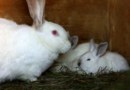 兔子家庭图片
