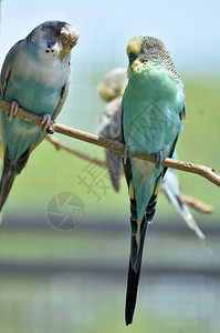 长尾小鹦鹉树枝上一些普通的长尾鹦鹉蓝色常设图片