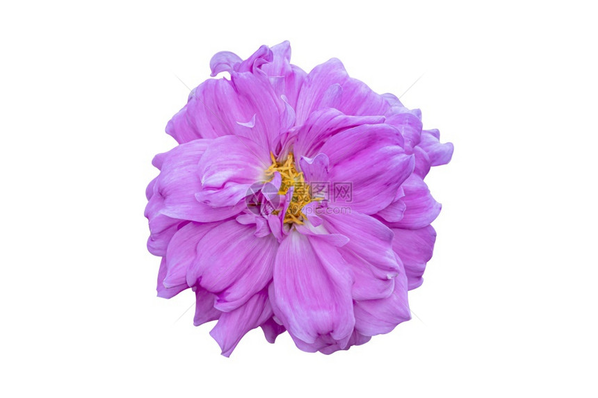 目的白色背景上孤立的紫色Dahlia花朵带有剪切路径新鲜的粉色图片