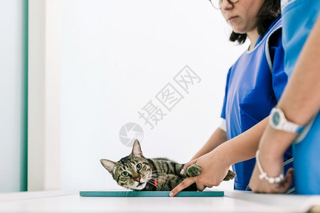 在宠物医院治疗小猫咪的兽医图片
