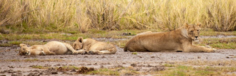 动物哺乳猫有些狮子是在肯尼亚度假的休息之地图片