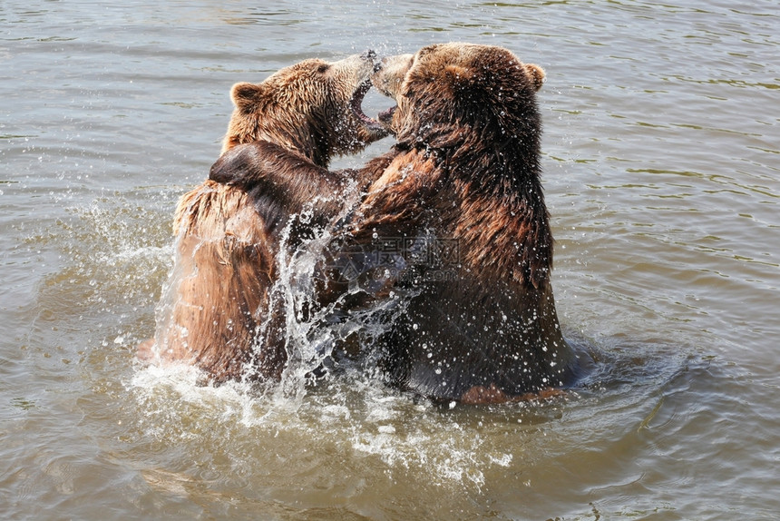 可爱的丹麦危险棕熊在水中玩耍图片