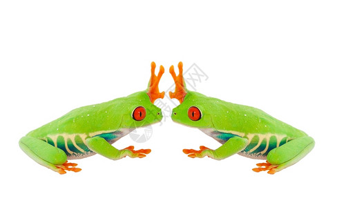手绘两只青蛙自然两只红眼树蛙互相提供五高击掌在白色背景上最佳手势背景