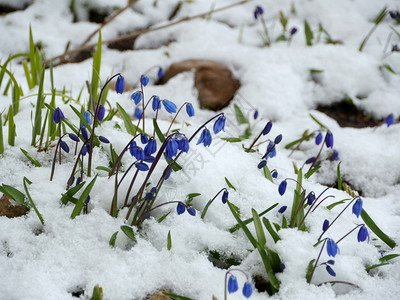 春雪下的蓝色花朵在春天的雪下特制美丽生长盛开背景图片