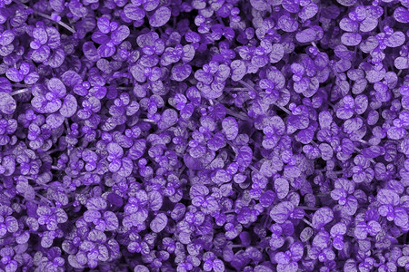 以紫色背景图像为底片的园艺草创造地高清图片