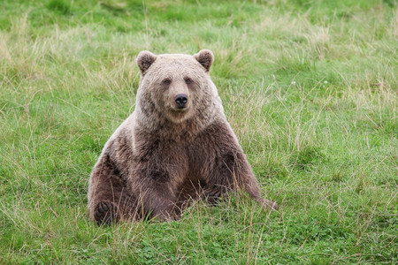 棕熊在大自然中阿拉斯加州野生动物捕食者危险的高清图片素材