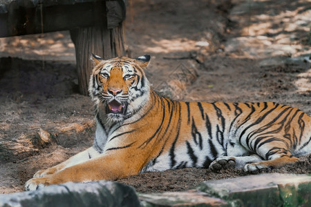凶猛的老虎哺乳动物高清图片素材