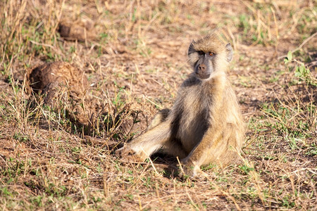 母亲黑长尾脸猴座肯尼亚风景图片