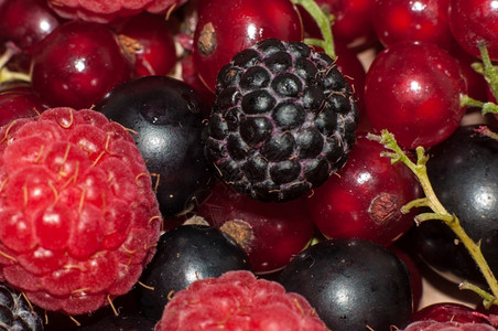 成熟小吃黑莓由的清鲜多汁夏季浆果混合而成图片