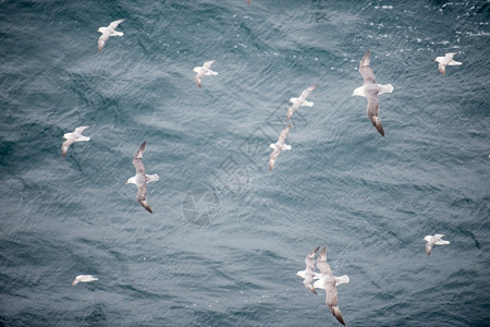 一群北方富玛斯福马鲁格莱阿里的羊群飞越水面富尔马鲁斯野生动物航班背景图片