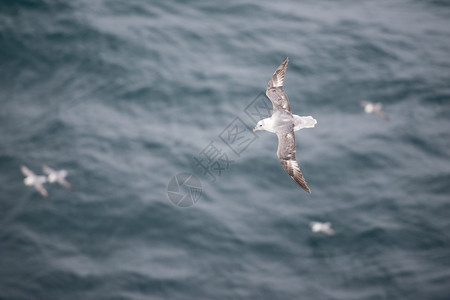 海鸟一群北方富玛斯福马鲁格莱阿里的羊群飞越水面羽毛富尔玛背景图片