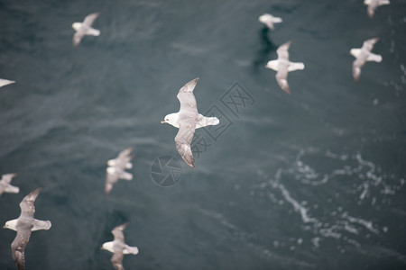 白色的一群北方富玛斯福马鲁格莱阿里的羊群飞越水面天空野生动物背景图片
