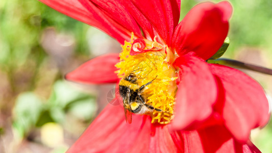 大黄蜂漏洞颜色Dahlia花朵的紧贴图像图片