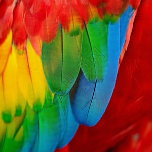 ScarletMacaw羽毛多彩背景纹理虹金子宠物图片