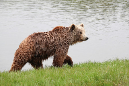 动物群大自然中的年轻棕熊肖像毛皮猎人高清图片素材