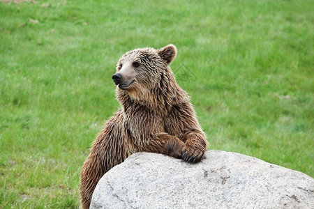 丹麦毛皮棕熊在大自然中色的脸高清图片素材