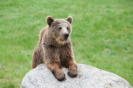 幼兽棕熊在大自然中户外强的年轻的高清图片素材