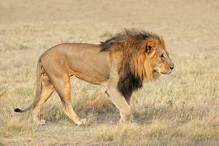 警惕狮子凶猛纳米比亚Etosha公园自然栖息地上的PantheraLeo危险的户外背景