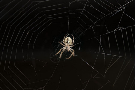毛茸蜘蛛挂在网上昆虫邪恶的图片