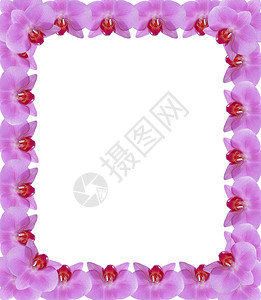 优雅兰花从粉红花瓣的朵中摘出兰的粉红瓣漂亮精美门户14设计图片