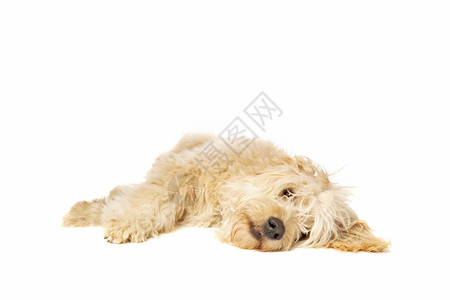 拉布多小狗在白色背景面前的中金条狗红宠物图片