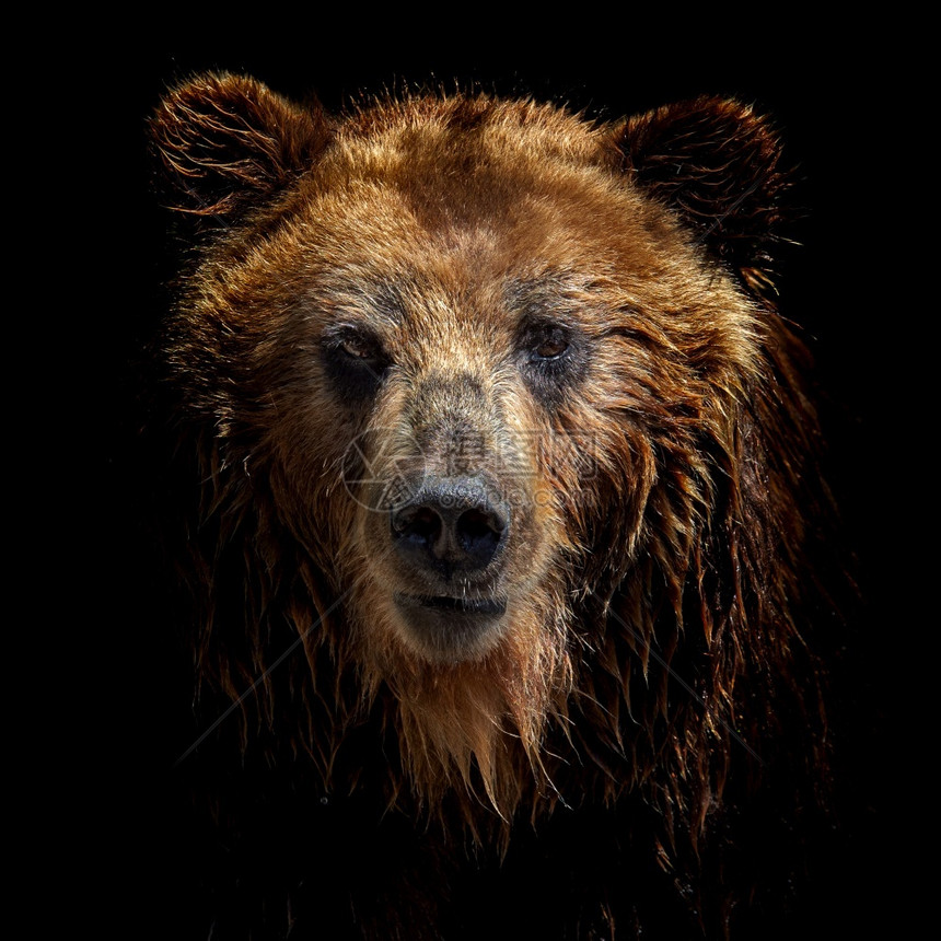 强大的棕熊前视线在黑色背景上被孤立堪察卡熊乌尔萨斯Arctosberingianus的肖像半岛正面图片
