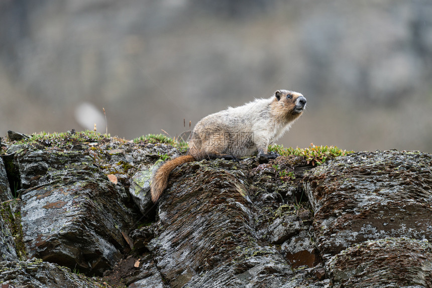 风景优美丽HoarymarmotMarmotacaligata班夫公园艾伯塔省加拿大动物图片