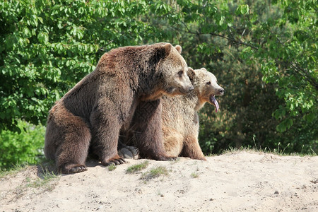 危险强的可爱自然中棕熊阿拉斯加州高清图片素材