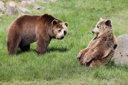 白色的户外自然中棕熊毛茸动物群高清图片素材