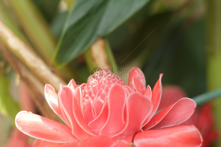 生姜印度尼西亚丰富多彩的埃特林盖节花朵图片