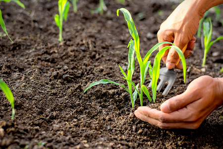 春天剩下人们男的手把土壤铲到从肥沃的土壤中生长玉米幼苗上农业概念是图片