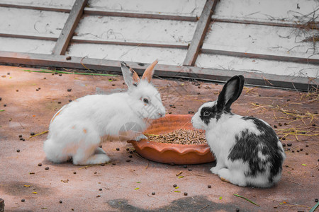 吃东西的兔子图片