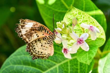 花丛上的蝴蝶图片
