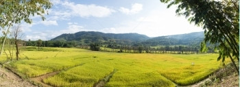 农场曲线泰国北部全景稻田和山林覆盖梯田图片