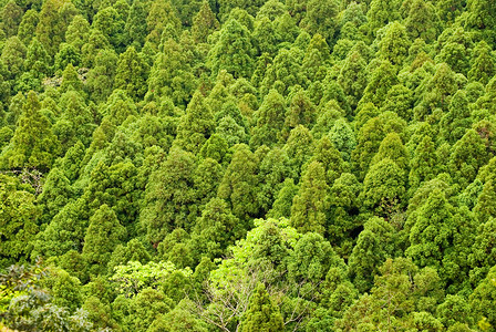 自然植物分支机构春季林绿针树中的松图片