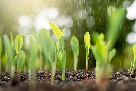 雨水哺育幼苗坠落调整高清图片